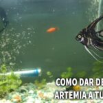 Beneficios de la artemia para tus peces