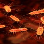 Beneficios de la bacteria Escherichia coli