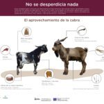Beneficios de la carne de cabra