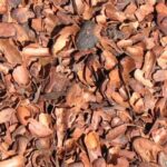 Beneficios de la cáscara de cacao