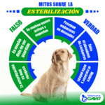 Beneficios de la castración en pitbulls