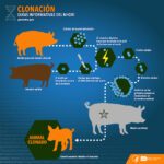 Beneficios de la clonación animal