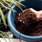 Beneficios de la fibra de coco en las plantas