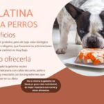 Beneficios de la gelatina para tu mascota