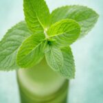 Beneficios de la hierbabuena para tu estómago