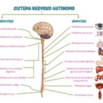 Beneficios de la hipoxia: ¡aprovecha sus beneficios!