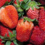 Beneficios de la hoja de fresa: un tesoro natural