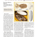 Beneficios de la jibia