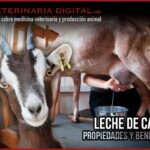 Beneficios de la leche de chiva