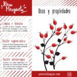 Beneficios de la rosa mosqueta: ¡Descúbrelos!