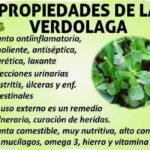 Beneficios de la verdolaga: ¡Potencia tu salud!