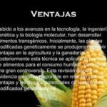 Beneficios de los organismos transgénicos