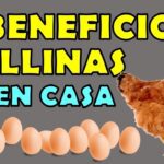 Beneficios de tener gallinas en casa