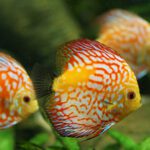 Beneficios de tener peces en casa