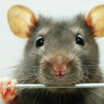 Beneficios de tener ratas como mascotas