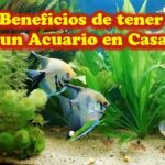 Beneficios de tener un acuario en casa