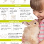 Beneficios de tener un conejo como mascota
