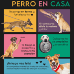 Beneficios de tener un perro en casa