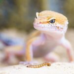 Beneficios de tener una lagartija como mascota