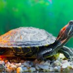 Beneficios de tener una tortuga mascota