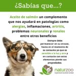 Beneficios del aceite de salmón para perros