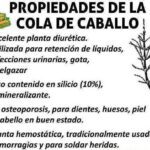 Beneficios del agua de cola de caballo