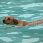 Beneficios del agua de mar para tu mascota