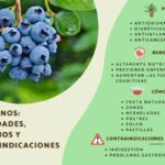 Beneficios del Arándano: Salud y Sabor en un Solo Fruto