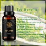 Beneficios del árbol de té en aromaterapia