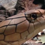 Beneficios del cobra animal: potencia tu bienestar