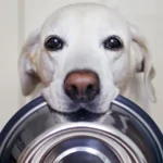 Beneficios del comedero para perros: ¡tu mascota merece lo mejor!
