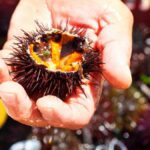 Beneficios del erizo de mar