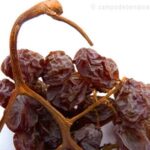 Beneficios del exquisito sabor de las pasas moscatel