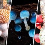 Beneficios del Hongo Humano