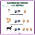 Beneficios del huevo crudo para tu perro