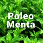 Beneficios del té de poleo