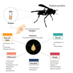 Beneficios del veneno de avispas