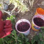 Beneficios del vino de moras