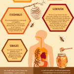 Beneficios en miel: dulce salud