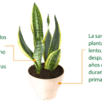 Beneficios inesperados de tener una lengua suegra