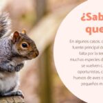 Beneficios inesperados: todo sobre las increíbles ardillas