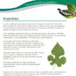 Beneficios infinitos: Gusano de seda