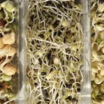 Beneficios mágicos de los brotes de lentejas