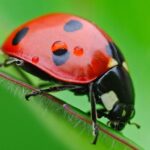 Beneficios que debes conocer sobre las mariquitas