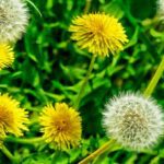 Beneficios sorprendentes de la hierba de diente de león