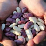 Beneficios sorprendentes de las alubias rojas