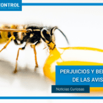 Beneficios sorprendentes de las avispas