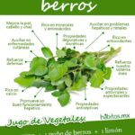 Berro crudo: potencia tu salud con sus increíbles beneficios
