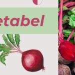 Betabel: potenciando tu salud