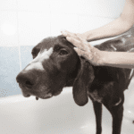 Bienestar canino: bañar a tu perro